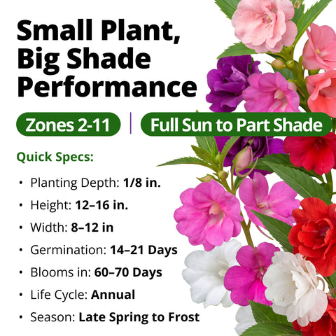 HOME GROWN Impatiens Tom Thumb Mix 300 Flower Seeds, Impatiens balsamina, Heirloom Non-GMO, Double Blooms, 5 Colors