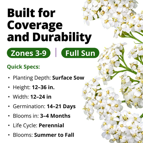 HOME GROWN White Yarrow Flower Seeds (Achillea millefolium) – 16,000 Heirloom Non-GMO Seeds, Drought-Tolerant Perennial, Pollinator-Friendly Wildflower for Gardens