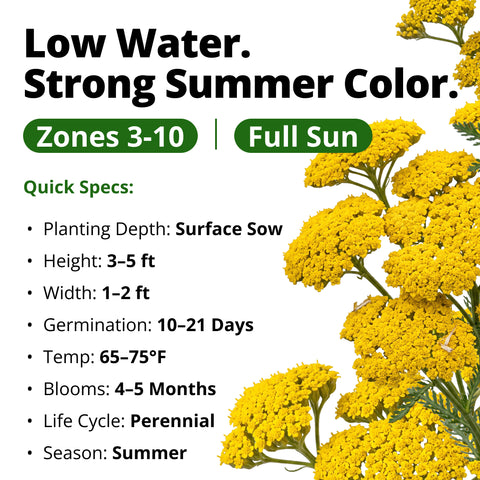HOME GROWN Gold Yarrow Flower Seeds – 800 Heirloom Non-GMO Seeds, Achillea filipendulina, Golden Yellow Perennial Flowers for Planting, Pollinator & Cut Gardens