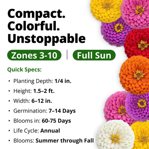 HOME GROWN Zinnia Lilliput Flower Seeds – 1,200 Seeds, Zinnia elegans, Heirloom Non-GMO Double Blooms, Compact 18–24 Inch Plants, Pollinator & Cut Flowers