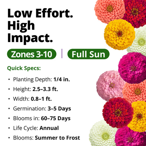 HOME GROWN Oklahoma Zinnia Seeds – 300 Heirloom Zinnia elegans Seeds (2.7g), Florist Cut Flowers, Pollinator Friendly, USDA Zones 3–10