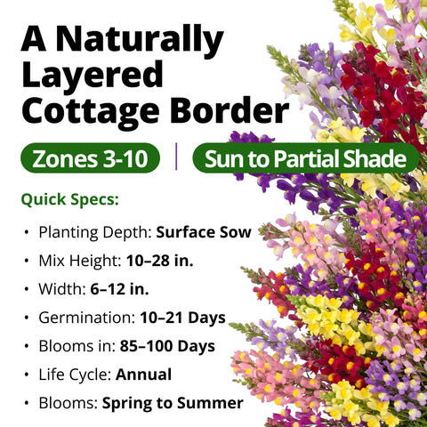 HOME GROWN Snapdragon Spurred Mix Fairy Bouquet & Northern Lights Seeds – 6,000 Heirloom Non-GMO Linaria maroccana, Pollinator Friendly, Mixed Flowers