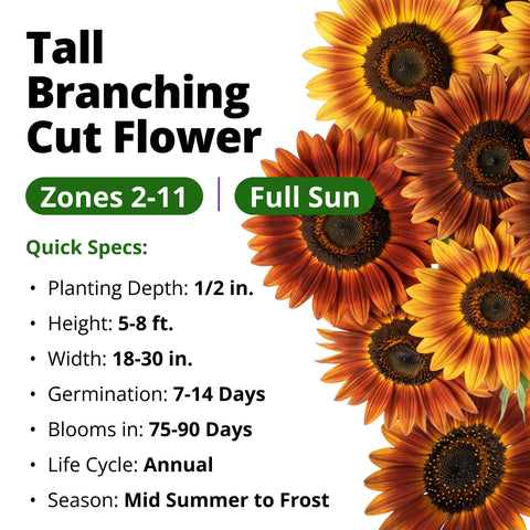 HOME GROWN Earthwalker Sunflower 200 Seeds, Helianthus annuus, Open-Pollinated Non-GMO, Rust Copper Mahogany Blooms, 6–8 Ft Tall