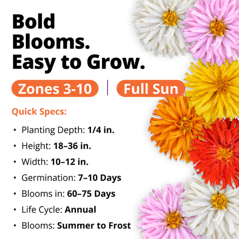 HOME GROWN Zinnia Cactus Mix Seeds – 2000 Seeds for Spring 2026, Large Bloom Zinnia elegans, Easy Grow Garden & Cut Flowers