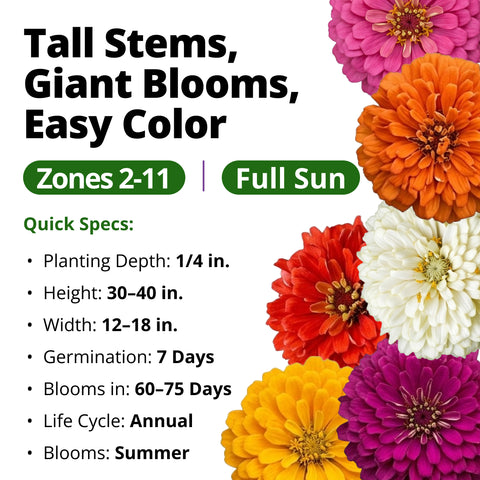 HOME GROWN State Fair Zinnia Seeds – 1,000 Zinnia elegans Seeds (7.5g), Large Double Blooms, Pollinator Friendly, Beds & Borders, Spring 2026