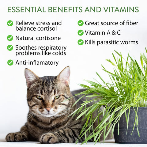 Cat Herb Seed Pack - 5 Varieties (2,100+ Seeds) - Digestive Support
