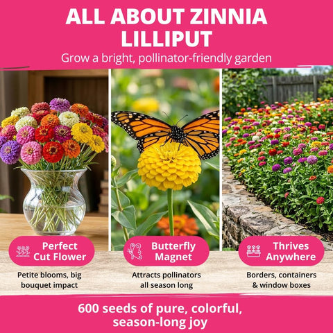 Lilliput Mix Zinnia Seeds - 2,500 Seeds (1/2oz) - Petite Pompom Blooms