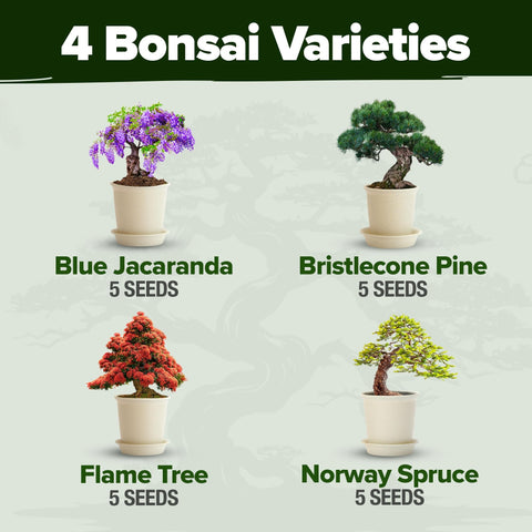 Bonsai Tree Grow Kit