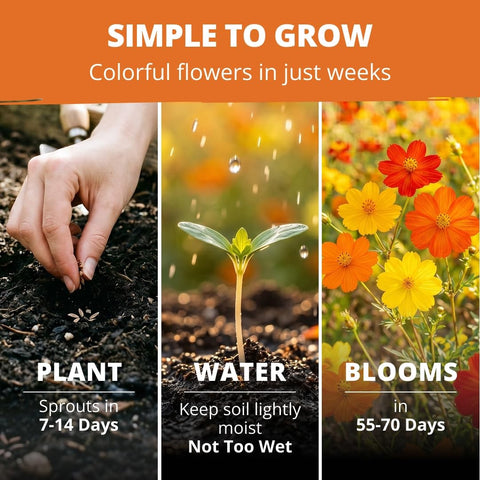 Bright Lights Cosmos Seeds - 2,500 Seeds - Easy-Grow Annual Mix