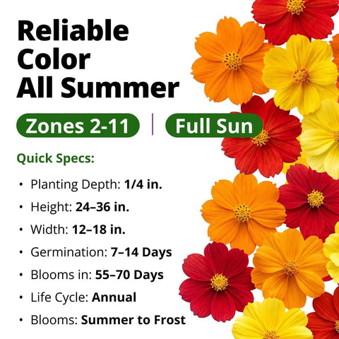 Bright Lights Cosmos Seeds - 400 Seeds - Easy-Grow Annual Mix