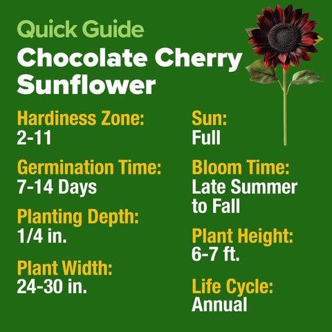 Chocolate Cherry Sunflower Seeds - 75 Seeds - Deep Burgundy Blooms