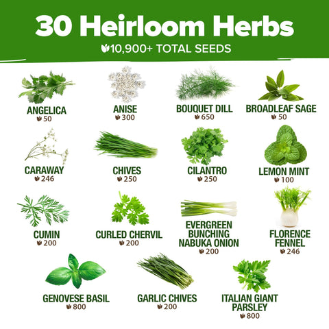 Culinary Herb Seed Vault - (30 Variety)