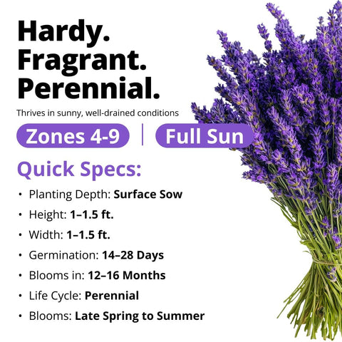 English Lavender Seeds - 1,500 Seeds - Fragrant Perennial