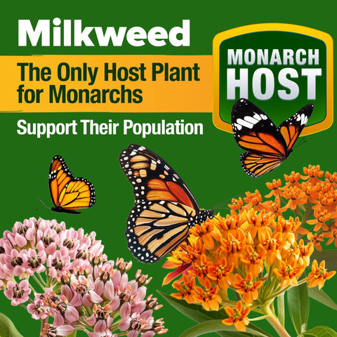 Monarch Butterfly Wildflower Mix - 20,000+ Seeds (2 oz) - With Milkweed
