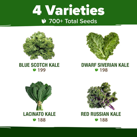 Kale Seed Pack - 4 Varieties (700+ Seeds)
