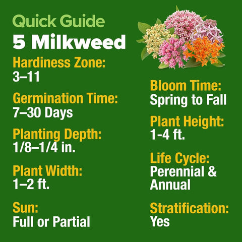 Common Milkweed Seeds - Monarch Host Plant - Perennial