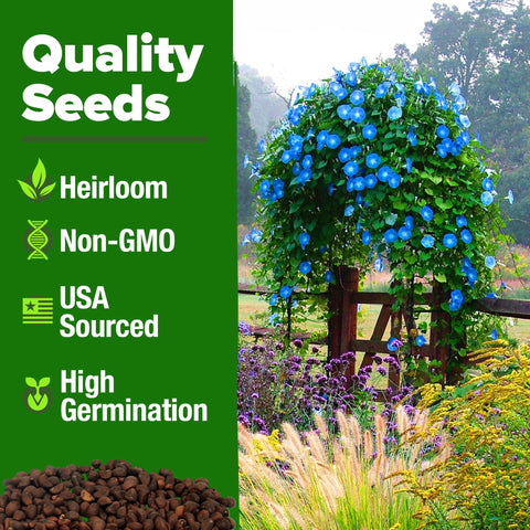 Heavenly Blue Morning Glory Seeds (2-Pack) - Sky-Blue Vine