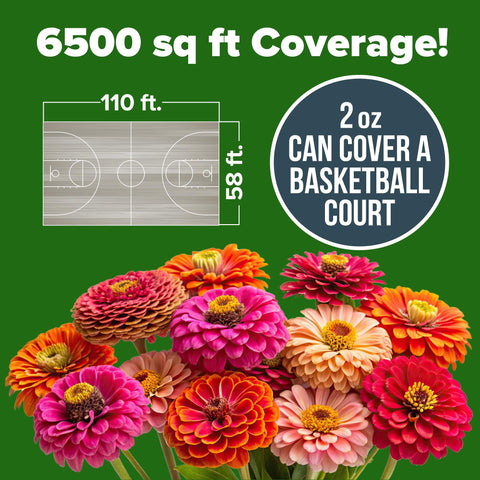 California Giant Zinnia Seeds - 2 oz - Six-Color Double Blooms