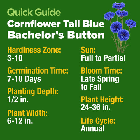 Bachelor Button Seeds - 6,000 Seeds - Deep Blue Cornflower