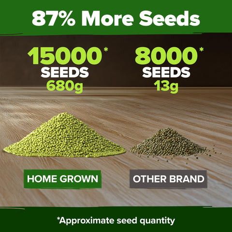 Mung Bean Sprouting Seeds - 1.5 lb (15,000+ Seeds)