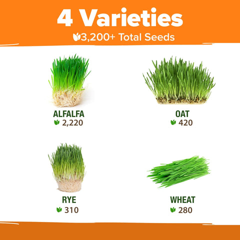 Cat Grass Seed Pack - 4 Varieties - USA-Harvested