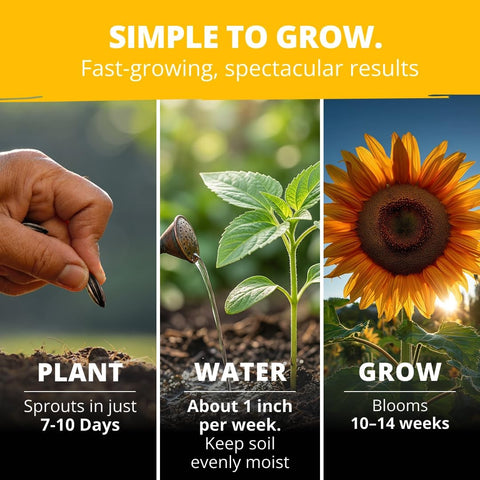 Mammoth Sunflower Seeds - 520 Seeds - Grows Up to 12 ft Tall