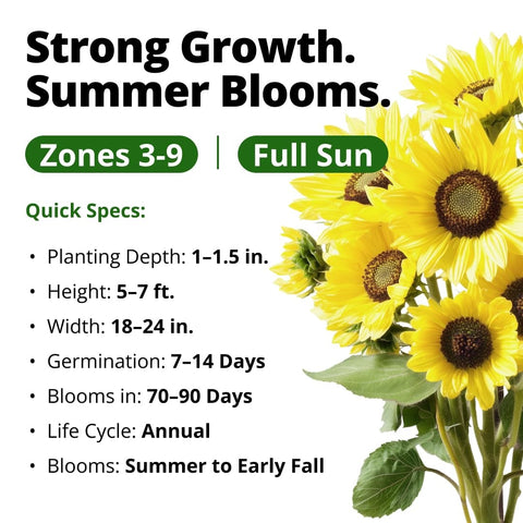 Lemon Queen Sunflower Seeds - 100 Seeds - Soft Yellow Blooms