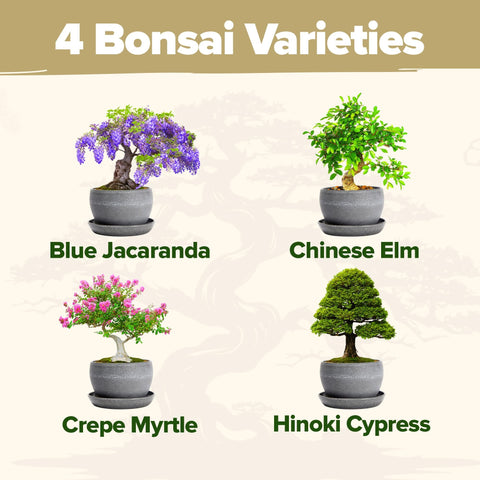 Deluxe Bonsai Tree Kit