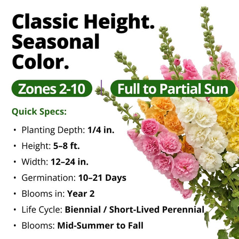 Chater's Double Hollyhock Seeds - 100 Seeds - 5-8 ft Double Blooms