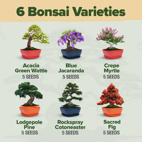 Bonsai Starter Kit - 6 Seed Varieties