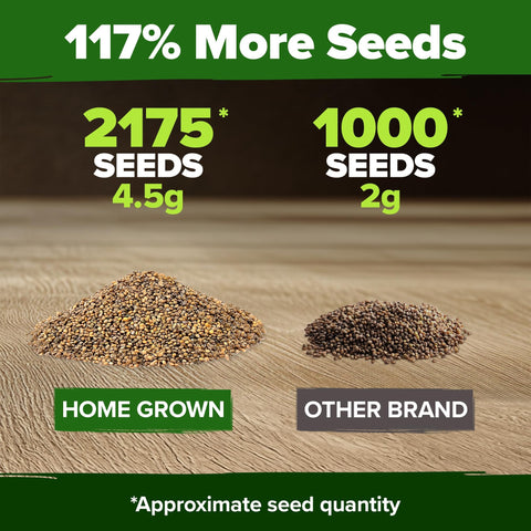 Arugula Seeds - 2,175 Seeds - Fast-Growing Salad Green