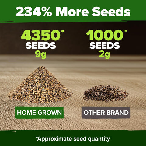 Arugula Seeds - 4,350 Seeds (2-Pack) - Fast-Growing Salad Green