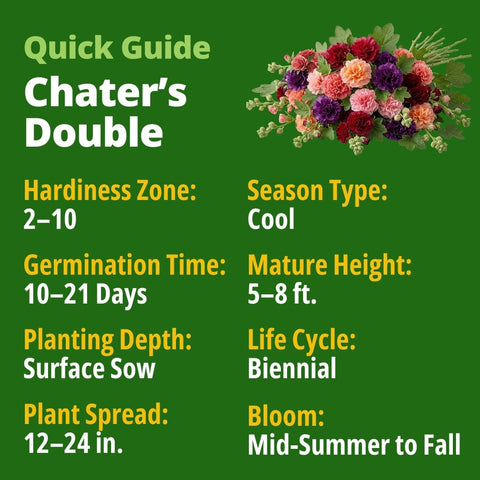 Chater's Double Hollyhock Seeds - 2,400 Seeds - 5-8 ft Double Blooms