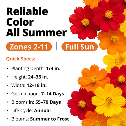 HOME GROWN Cosmos Bright Lights Mix Seeds – 400 Seeds for Spring 2026, Cosmos sulphureus, Easy Grow Outdoor Wildflower Mix