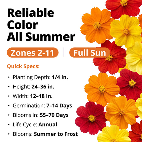 HOME GROWN Cosmos Bright Lights Mix Seeds – 2500 Seeds, Spring 2026, Cosmos sulphureus, Easy Grow Outdoor Wildflower Mix