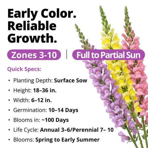 HOME GROWN Snapdragon Northern Lights Seeds – 6000 Seeds for Spring 2026, Pastel Snapdragons, Pollinator-Friendly Cut Flowers (Antirrhinum majus)