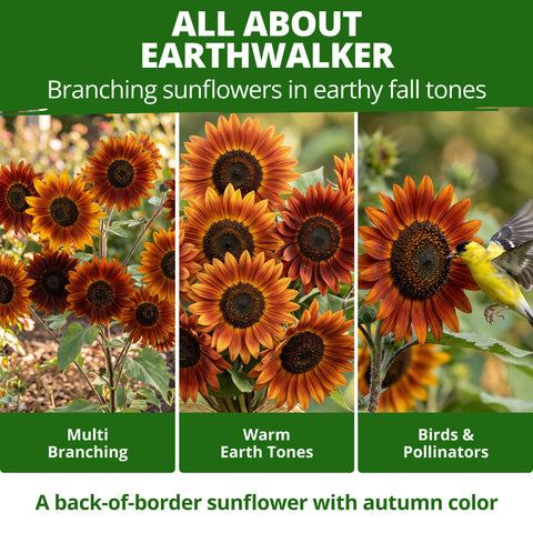 HOME GROWN Earthwalker Sunflower 200 Seeds, Helianthus annuus, Open-Pollinated Non-GMO, Rust Copper Mahogany Blooms, 6–8 Ft Tall