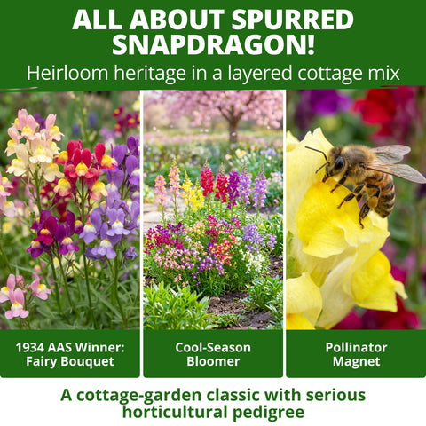 HOME GROWN Snapdragon Spurred Mix Fairy Bouquet & Northern Lights Seeds – 6,000 Heirloom Non-GMO Linaria maroccana, Pollinator Friendly, Mixed Flowers