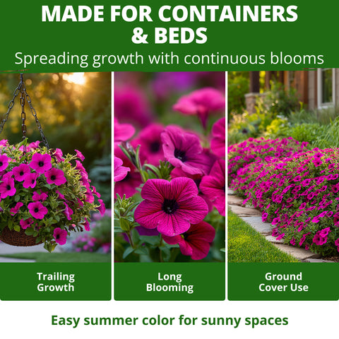 HOME GROWN Wild Petunia Flower Seeds – 7,500 Heirloom Non-GMO Seeds, Petunia violacea, Violet Purple Trumpet Blooms for Planting, Containers, Baskets & Borders