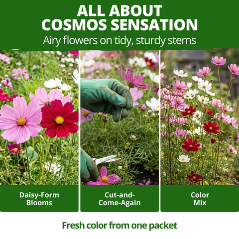 HOME GROWN Sensation Dwarf Mix Cosmos 1,200 Seeds, Cosmos bipinnatus, Heirloom Non-GMO, Pink Rose White Crimson Blooms, Compact Plants