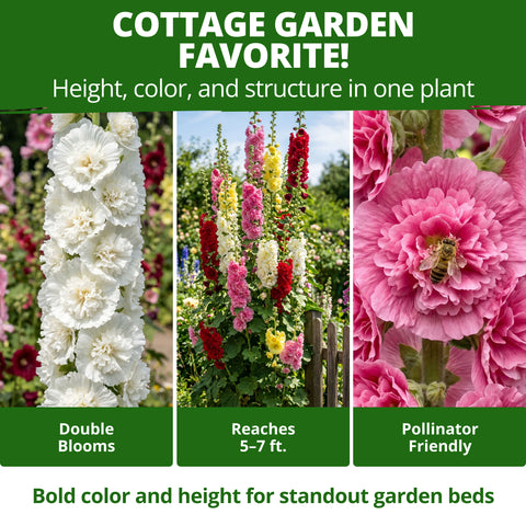 HOME GROWN Hollyhock Summer Carnival Mix Seeds – 3,000 Alcea rosea Flower Seeds, High Germination, Annual Blooms for Gardens & Borders