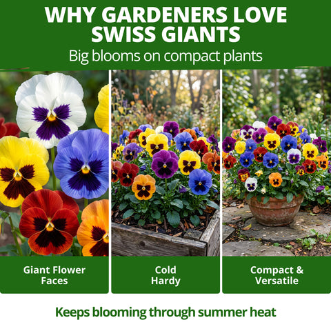 HOME GROWN Swiss Giant Pansy Seeds – 1,500 Heirloom Non-GMO Viola Seeds (2.127g), Mixed Colors, Cool-Season Spring & Fall Blooms for 2026