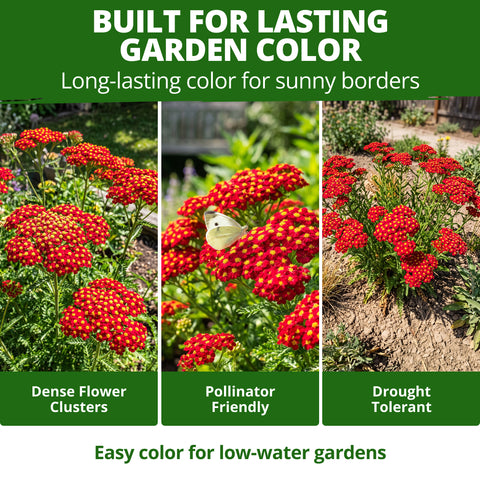 HOME GROWN Red Yarrow 2,000 Flower Seeds, Achillea millefolium, Heirloom Non-GMO, Carmine Red Blooms, Pollinator Garden