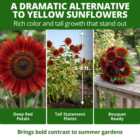 HOME GROWN Velvet Queen Sunflower 200 Seeds, Helianthus annuus, Heirloom Non-GMO, Russet Red Burgundy Blooms, 5–8 Ft Tall