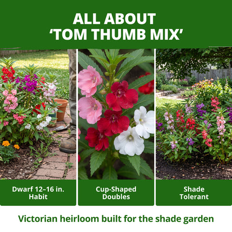 HOME GROWN Impatiens Tom Thumb Mix 300 Flower Seeds, Impatiens balsamina, Heirloom Non-GMO, Double Blooms, 5 Colors