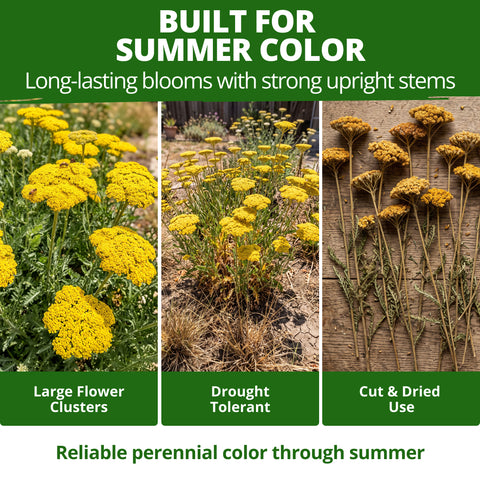 HOME GROWN Gold Yarrow Flower Seeds – 1600 Heirloom Non-GMO Seeds, Achillea filipendulina, Golden Yellow Perennial Flowers for Planting, Pollinator & Cut Gardens
