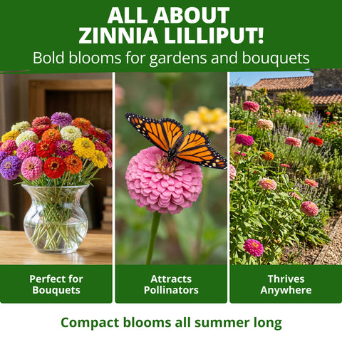 HOME GROWN Zinnia Lilliput Flower Seeds – 1,200 Seeds, Zinnia elegans, Heirloom Non-GMO Double Blooms, Compact 18–24 Inch Plants, Pollinator & Cut Flowers