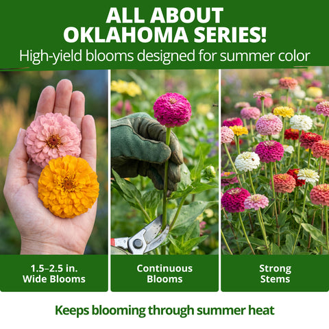 HOME GROWN Oklahoma Zinnia Seeds – 300 Heirloom Zinnia elegans Seeds (2.7g), Florist Cut Flowers, Pollinator Friendly, USDA Zones 3–10