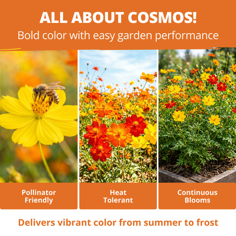HOME GROWN Cosmos Bright Lights Mix Seeds – 400 Seeds for Spring 2026, Cosmos sulphureus, Easy Grow Outdoor Wildflower Mix