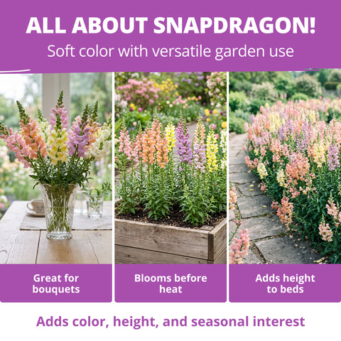 HOME GROWN Snapdragon Northern Lights Seeds – 6000 Seeds for Spring 2026, Pastel Snapdragons, Pollinator-Friendly Cut Flowers (Antirrhinum majus)